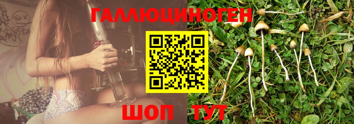 Галлюциногенные грибы Psilocybine cubensis Дмитров